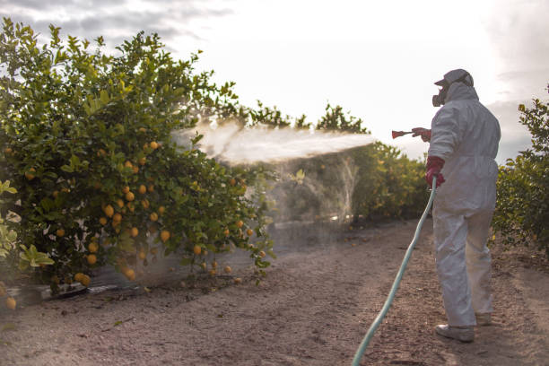 Best Emergency Pest Control  in Scottdale, GA